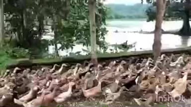 തിരുവല്ല: പക്ഷിപ്പനി: നിരണം, കടപ്ര , പെരിങ്ങര പഞ്ചായത്തുകളിൽ വളർത്തു പക്ഷികളുടെ മുട്ട , ഇറച്ചി വിൽപനയും ഉപയോഗവും നിരോധിച്ചു