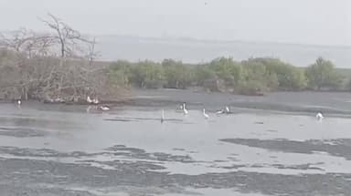 కాట్రేనికోన తీరంలో సందడి చేస్తున్న వలస పక్షులు