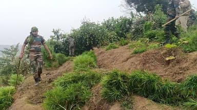 দিনের প্রথম ও দ্বিতীয় ধাপে কলমচৌড়া থানাধীন মানিক্যনগর পঞ্চায়েত এলাকা এবং দক্ষিণ কলমচৌড়া পঞ্চায়েত এলাকার জঙ্গলে গাঁজ...