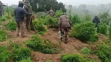 *দিনের দ্বিতীয় অভিযান:-*
কলমচৌড়া থানাধীন দক্ষিণ কলমচৌড়া পঞ্চায়েত এলাকার শুকতানা ডোঙ বা পাগলা ডোঙ এলাকায় গাঁজা বাগান...