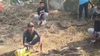 નાંદોદ: તરોપા ગામની કેનાલ પાસે બે મહાકાય અજગર નીકળતા રેસ્ક્યું ટીમ બોલાવવાની ફરજ પડી હતી.