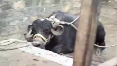 જામનગર શહેર: પંચેશ્વર ટાવર પાસે રખડતા પશુએ આતંક મચાવ્યો, અનેક વાહનોને નુકસાન