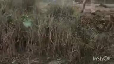 बंजरिया: बंजरिया पुलिस थाना क्षेत्र के विभिन्न जगहों पर रविवार को छापेमारी कर शराब भठ्ठियां ध्वस्त की गईं