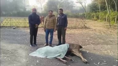 ਨੰਗਲ: ਜੰਗਲੀ ਜੀਵ ਰੱਖਿਆ ਅਤੇ ਜੰਗਲਾਤ ਵਿਭਾਗ ਨੇ ਨੰਗਲ ਦੇ ਐਨਐਫਐਲ ਨਜ਼ਦੀਕ ਸਾਂਬਰ ਦੇ ਸ਼ਿਕਾਰ ਮਾਮਲੇ ਚੋਂ ਇੱਕ ਵਿਅਕਤੀ ਨੂੰ ਕੀਤਾ ਕਾਬੂ