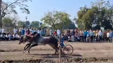 हिंगोली: गोरेगाव येथे यात्रेनिमित्त भव्य शंकर पटाचे आयोजन बैल जोड्यांचा थरार