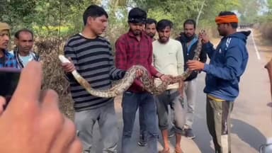 जतारा: रामगढ़: किसान के खेत में निकला 12 फीट लंबा अजगर, मची भगदड़, स्नेक कैचर ने पकड़कर जंगल में छोड़ा