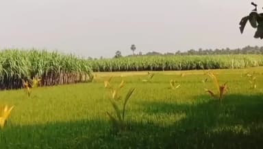 அறந்தாங்கி: பொங்கல் பண்டிகைக்கு பொங்கல் தொகுப்பில் கரும்பு உண்டா இல்லையா உடனடியாக அறிவிக்க அரசர்களுடன் விவசாயிகள் கோரிக்கை