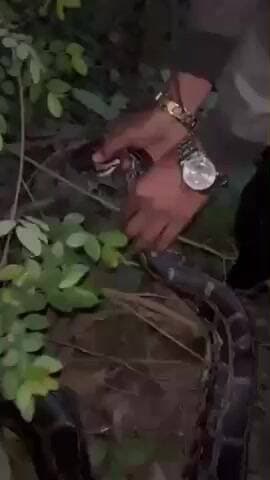 फुलवरिया: बथुआ बाजार सेमरा रोड पर अमरूद के पेड़ पर विशाल अजगर मिलने से अफरा-तफरी, स्नेक कैप्चर एक्सपर्ट ने किया रेस्क्यू