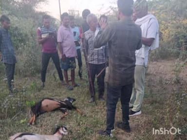 राजूरा: शास्ती परिसरातील गौरी कॉलनी वेकोली जंगलाच्या शिवारात बिबट्याने केलेल्या हल्ल्यात आठ बकऱ्या ठार