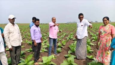 నిషేధం ఉన్నప్పటికీ పర్చూరు మండలంలో నల్ల బర్లీ పొగాకు సాగు,గుర్తించిన టాస్క్ ఫోర్స్,వెంటనే పంట తీసేయాలని రైతులకు ఆదేశాలు