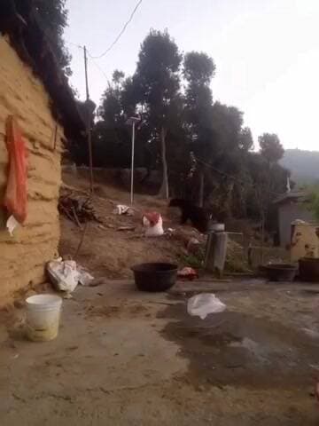 चम्पावत: खेतीखान के बांज गांव में विशालकाय भालू का आतंक, आवासीय भवनों में घुस रहा