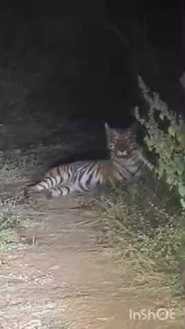 पवनी: भंडाऱ्यात वनराजाचा रुबाब! कोरंभी-गोसेखुर्द मार्गावर पट्टेदार वाघाचा थरार; व्हिडिओ #viral