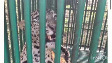 ડાંગમાં સાત વર્ષીય બાળકનો શિકાર કરનાર આદમખોર દીપડી આખરે પાંજરે પુરાઈ