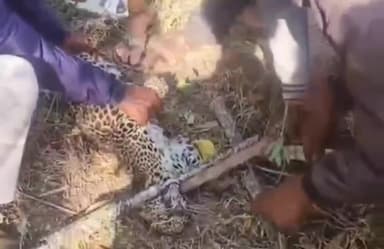 ಹನೂರು: ಲೊಕ್ಕನಹಳ್ಳಿ ಸಮೀಪ ಚಿರತೆ ಮರಿ ಪತ್ತೆ – ಗ್ರಾಮಸ್ಥರ ಜಾಗೃತಿಯಿಂದ ಅರಣ್ಯ ಇಲಾಖೆಗೆ ಹಸ್ತಾಂತರ