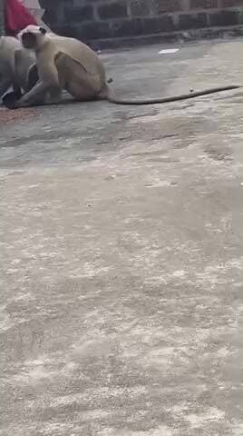 रफीगंज: रफीगंज शहर के वार्ड नंबर 16 में बंदरों का आतंक