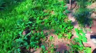 दिंडोरी: ही कोणतीही बागमती शेती नसून उमराळे बु येथील जिल्हा परिषद शाळेची आहे परसबाग !