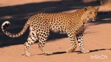 राजूरा: सास्ती वेकोलि परिसरात बिबट्याचा हल्ला : आठ बकऱ्या ठार