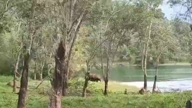 திருவட்டாறு: பேச்சிப்பாறை அருகே காட்டு யானை கூட்டங்களால் பால் வெட்டும் தொழிலாளிகள் அச்சம்.