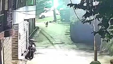 हरिद्वार: भीमगोडा क्षेत्र में गुलदार ने कुत्ते पर किया हमला, साथी कुत्ते ने बचाई जान और गुलदार को खदेड़ा