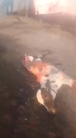 कसरावद: रात में तेंदुए ने दो साल के बछड़े का किया शिकार, नर्मदा किनारे तेंदुए की हलचल से ग्रामीणों में भय