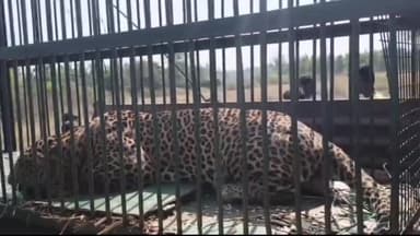 ತುಮಕೂರು: ಬೋನಿಗೆ ಬಿತ್ತು ಚಿರತೆ ನೋಡಲು ಮುಗಿ ಬಿದ್ದು ಜನ