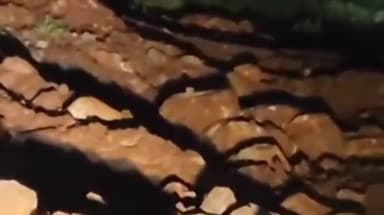 तेल्हारा: तेल्हारा तालुक्यातील आडगाव रेल्वे स्थानकाजवळ बिबट्याचा मुक्त संचार बिबट्याला जेरबंद करावे नागरिकांची मागणी