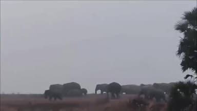 गोमिया: महुआटांड़ के जंगलों में हाथियों का वीडियो वायरल, ग्रामीणों में दहशत, वन विभाग ने की अपील