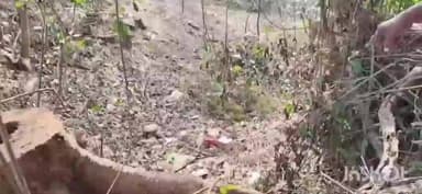 জগৎবল্লভপুর: হাওড়া জগৎবল্লভপুরে বেআইনি গাছ কাটার অভিযোগ উঠল পঞ্চায়েত সদস্যের বিরুদ্ধে