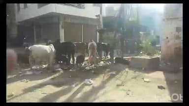 सबलगढ़: शहर की सड़कों पर आवारा पशुओं का डेरा, लोग हो रहे चोटिल, ज़िम्मेदार नहीं दे रहे ध्यान