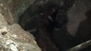 बड़वाह: बड़वाह: तिलक मार्ग पर सीवरेज के गड्ढे में गिरा सांड, विभाग की लापरवाही से लोगों में आक्रोश