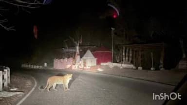 बाभूळगाव: करळगाव घाटात बिबट्याच्या दर्शनाने पसरले भीतीचे वातावरण