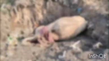 કેશોદ: ફાગળી સીમ વિસ્તારમાં શંકાસ્પદ 7 ગૌધન પશુઓના શંકાસ્પદ મોત ગૌરક્ષકોની શંકાસ્પદ મોત મામલે તપાસની માંગ