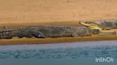 अंबाह: चंबल में मगरमच्छ और घड़ियालों का कुनबा बढ़ा, वन विभाग उत्साहित