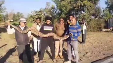 सागर: सानौधा की बंद पड़ी पेपर मिल में मिला “अजगरों का सरदार”, 12 फीट लंबा 40 किलो वजनी विशाल अजगर का रेस्क्यू