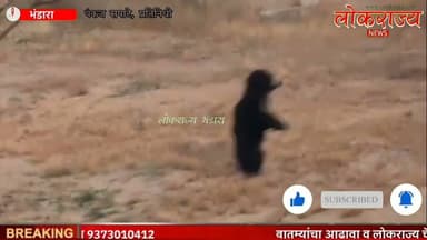 चप्राळ पहाडी परिसरात दिसून आली अस्वल... नागरिकांमध्ये भीती.... काळजी घेण्याचे आवाहन...