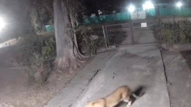 पनागर: खमरिया वेस्टलैंड क्वार्टर में बाउंड्री कूदकर परिसर में घुसा तेंदुआ, सीसीटीवी में कैद, दहशत