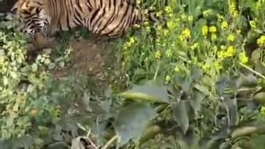 मानपुर: बेल्दी गांव के रिहायशी इलाके में दिखा टाइगर, ग्रामीणों की सूचना पर अमरपुर चौकी पुलिस और वन विभाग की टीम पहुंची