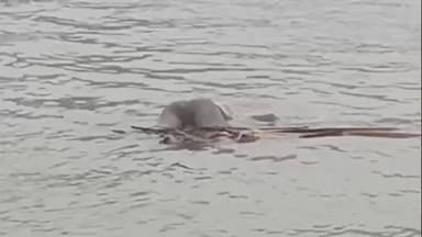 কোলাঘাট: কোলাঘাটে রূপনারায় নদে এক অজ্ঞাত পরিচয় ব্যক্তির দেহ উদ্ধার কলাঘাট থানার পুলিশ ময়নাতদন্তের জন্য পাঠানো হয়