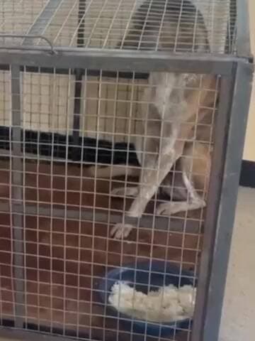 राजगढ़: राजगढ़ में एक स्ट्रीट डॉग पर सरकार के ₹3000 खर्च: नसबंदी से पहले आराम, बाद में दूध-रोटी और अंडे से देखभाल