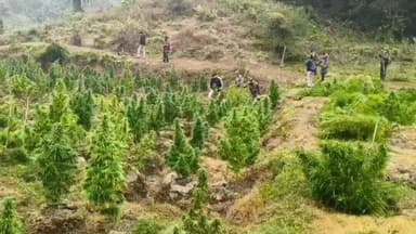 বিশালগড়: বিশালগড় থানা পুলিশের গাঁজা বাগান ধ্বংস অভিযান