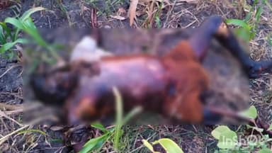 కోడుమూరు: గూడూరు లో గుర్తు తెలియని శవం ఆచూకీ ఇంకా లభ్యం కాలేదని, ఎస్సై రాజ కుల అయ్యప్ప వెల్లడి