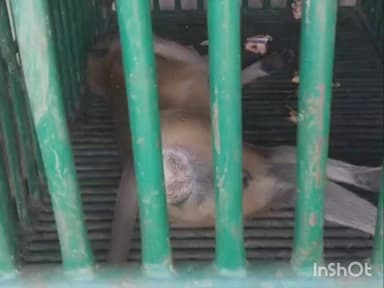 માંગરોળ: આંબાવાડી ગામે તોફાન મચાવનાર વાંદરાને વન વિભાગની ટીમે ડાર્ટ ગન વડે બેહોશ કરી પાંજરે પૂર્યો