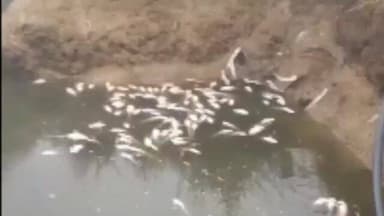 मुरैना नगर: मुरैना: पिपरसेवा में ज़हरीला तालाब, मछलियों की मौत का वीडियो वायरल, एडीएम ने दिए जांच के आदेश