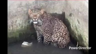 पच्छाद: सराहां में टैंक में फंसे तेंदुए को विभाग ने बाहर निकालकर जंगल में छोड़ा, स्थानीय लोगों ने जताया रोष