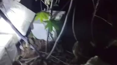 માણસા: માણસા પોલીસે લીંબોદરા ગામના ખેતરમાંથી 960 ચાઈનીઝ દોરીનો રીલનો જથ્થો જપતો કર્યો