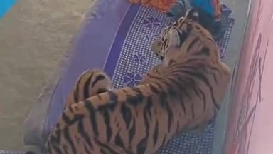 मानपुर: बेल्दी गांव में ग्रामीण पर हमला कर घर में घुसा बाघ, बिस्तर पर कर रहा आराम, पार्क प्रबंधन की टीम कर रही रेस्क्यू