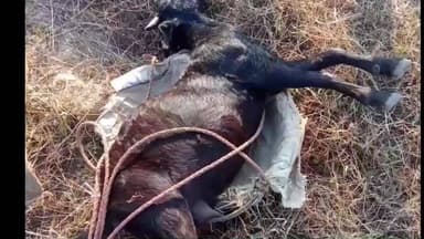 जलडेगा: पतिअंमबा में जहरीला खाद खाने से दस बकरियों की मौत, थाने में शिकायत दर्ज