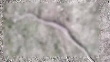 मांझी: महुई गांव के बांध पर मनरेगा मजदूरों पर सांप का हमला, बाल-बाल बची जान