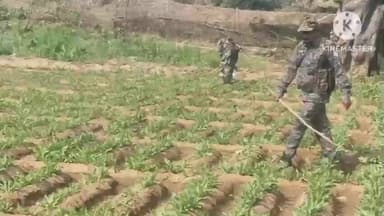 अडकी: ग्राम सोनपुर के टोला चोराद डीह में अवैध अफीम की खेती नष्ट की गई