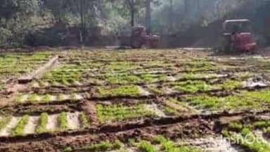 हेरहंज: पांडरम और मारी ग्राम के बीच पुलिस ने तीन एकड़ अवैध अफीम की खेती नष्ट की